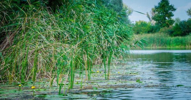 Atelier milieux aquatiques : Biodiversité et services écosystémiques - Reims 